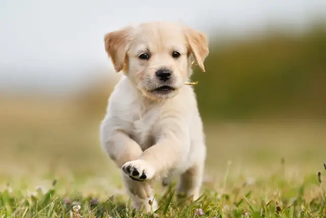 Ile waży szczeniak golden retriever? Sprawdź, jak rośnie Twój pupil