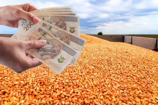 Dłonie trzymają polskie banknoty na tle góry zboża.