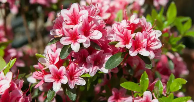 Jak długo kwitnie rododendron? Czas trwania kwitnienia i porady