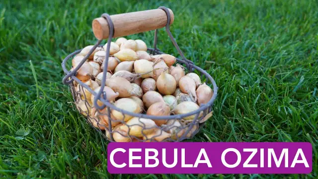 Jak się sadzi cebulę? Sprawdź najlepsze metody i porady na sukces
