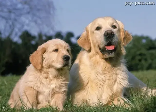 Jak rośnie Golden Retriever? Przewodnik po wadze i etapach