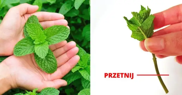 Jak sadzić miętę, aby uniknąć błędów i cieszyć się plonami