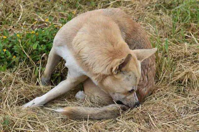 Perro de pelaje claro se rasca la cola, quizás buscando cómo son las pulgas.