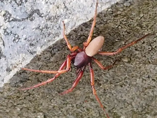 Czy pająki jedzą komary? Odkryj ich rolę w walce z insektami