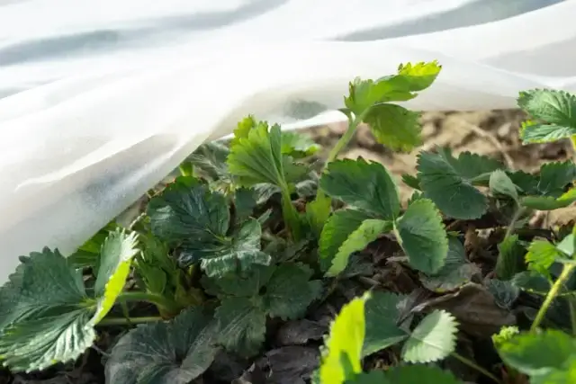 Jak sadzić sadzonki truskawek: proste kroki, które zapewnią sukces