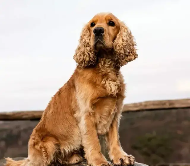 Cocker spaniel: sierść czy włosy? Co musisz wiedzieć!