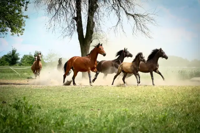 Chody konia - Jak rozpoznać stęp, kłus i galop? Poznaj ich rytm