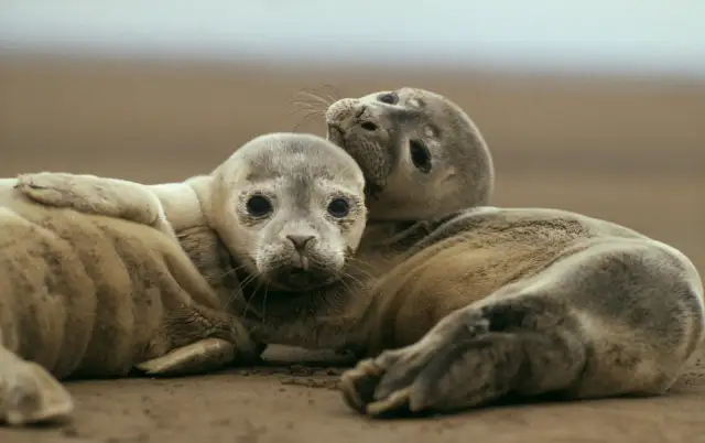 Dwa młode foki przytulają się na plaży. Czy foka to ssak? Tak, to uroczy ssak morski.