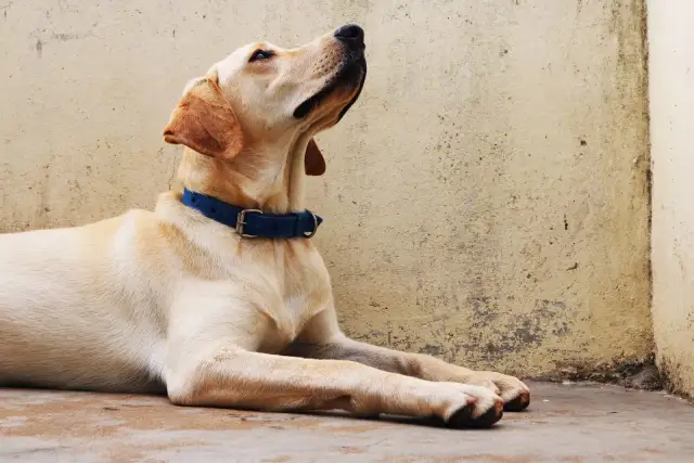 Labrador con collar azul, esperando atentamente. ¡Seguro que está aprendiendo nuevos trucos para perros!