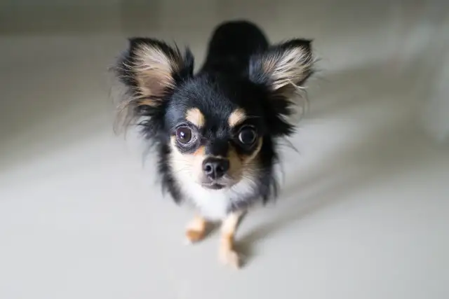 Uroczy chihuahua z wielkimi oczami, czeka na swojego właściciela. Sprawdź chihuahua cena!