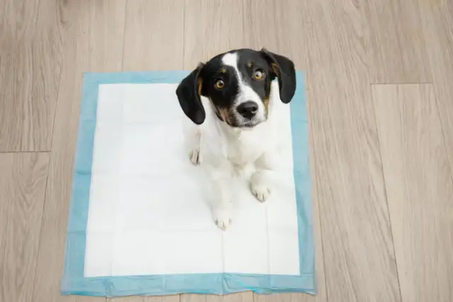 Perro sentado en un empapador, mirándote con cara de "¿por qué mi perro no hace caca en el empapador?".