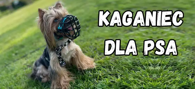 Kaganiec dla psa: Kiedy obowiązkowy, a kiedy to zdrowy rozsądek?