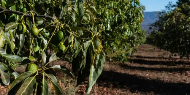 Cuando plantar aguacate para asegurar un crecimiento exitoso