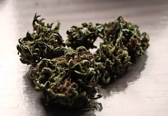 Medyczna marihuana w Polsce: Stężenie THC ile to naprawdę znaczy?