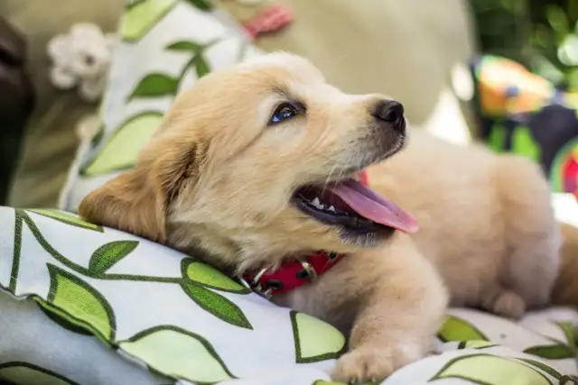 Ile śpi szczeniak golden retriever i dlaczego to dobry znak?