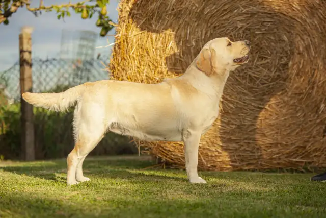 Jak wytresować labradora? Wychowaj szczęśliwego i posłusznego psa