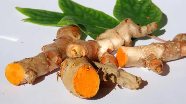 Frische Kurkumawurzeln mit leuchtend orangefarbenem Inneren. Man kann Kurkuma roh essen, um von ihren gesunden Inhaltsstoffen zu profitieren.