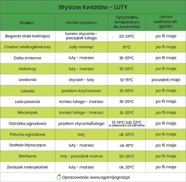 Jakie kwiaty siejemy w lutym, aby uzyskać piękne ogrody?