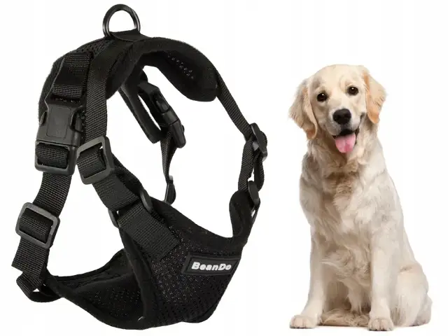 Obroża czy szelki dla golden retrievera – co wybrać dla psa?