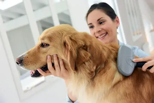 Golden Retriever: Sierść czy włosy? Prawda o pielęgnacji i alergiach