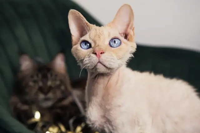 Devon rex opis rasy – poznaj wyjątkowe cechy i potrzeby tej rasy