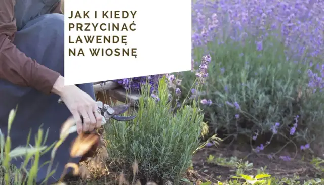 Kiedy sadzić lawendę? Wiosna czy jesień? Sprawdź najlepszy termin