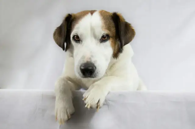 Pies rasy jack russell terrier z brązowymi łatami na głowie, leżący na białym tle.