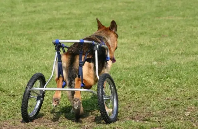 Jak zrobić wózek dla psa DIY? Praktyczny poradnik krok po kroku