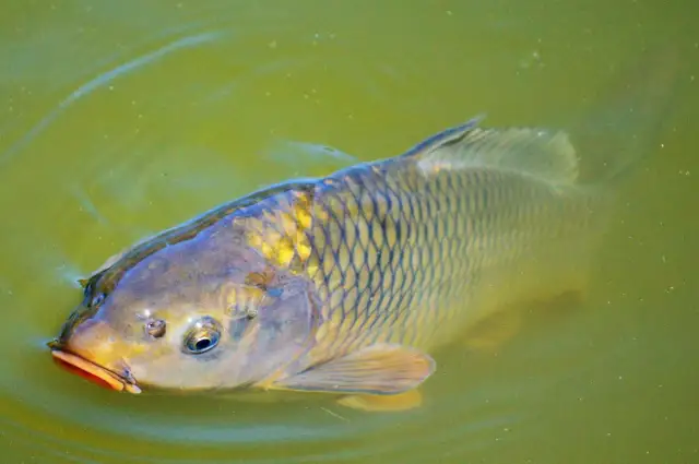 Na co bierze karp - Najlepsze przynęty i skuteczne sposoby nęcenia