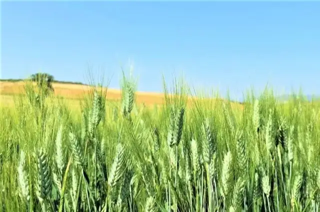 Jakie dawki nawozu na pszenicę zapewnią najwyższe plony i zdrowie roślin?
