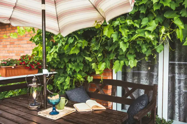 Twój balkon zielony na lata: Wieloletnie pnącza - wybór i zimowanie
