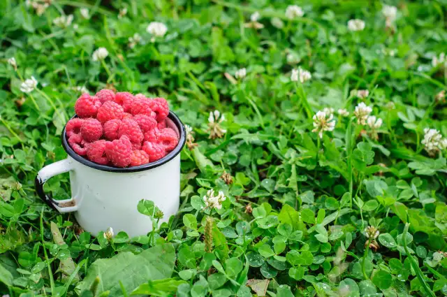 Maliny Polana: Cięcie dla obfitych zbiorów. Kiedy i jak?