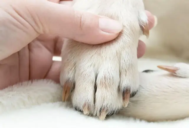Mano sujetando la pata de un perro para cortar uñas.