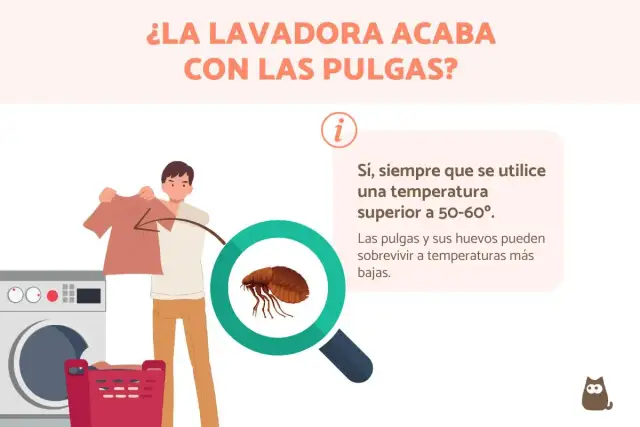 Un hombre muestra ropa cerca de una lavadora. Una lupa revela una pulga, indicando que las pulgas mueren en la lavadora con agua caliente.