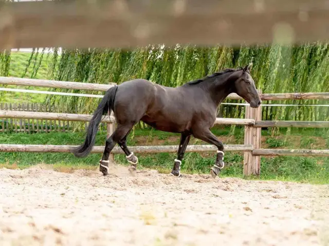 Ciemnobrązowy koń w ochraniaczach na nogach wchodzi w **galop a cwał** po piaszczystym wybiegu, za drewnianym płotem.