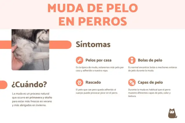 Infografía sobre cuándo mudan el pelo los perros, mostrando síntomas como pelos en casa, bolas de pelo, rascado y cambios en las capas de pelo.