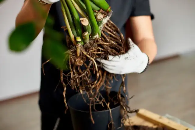 Jak przesadzać kwiaty? Kompleksowy przewodnik krok po kroku