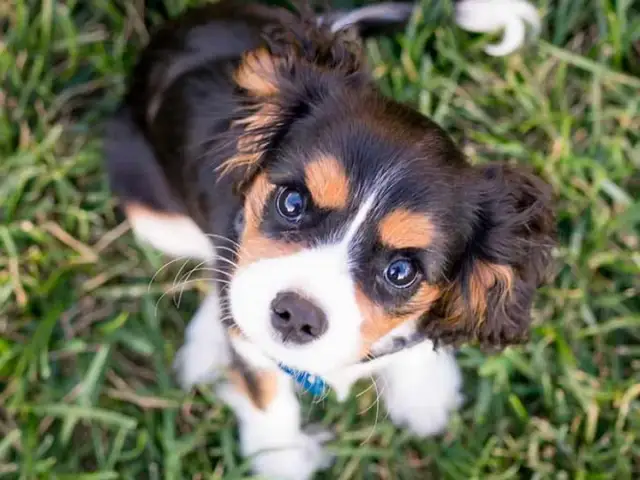 Cachorro tricolor con ojos curiosos, aprendiendo como enseñar a un cachorro a no morder.