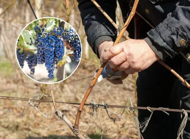 Jak przycinać winogrona na zimę? Poradnik krok po kroku