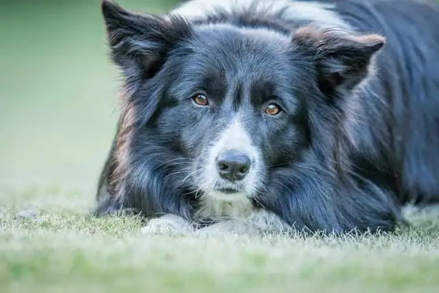 Czy border collie ma włosy czy sierść? Odkryj prawdę o ich futrze