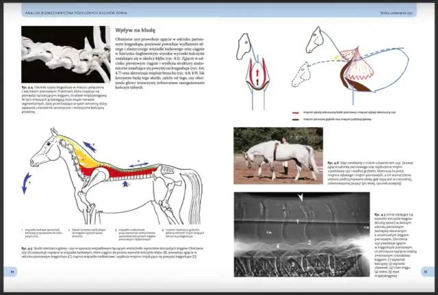 Anatomia konia: zgięcie szyi wpływa na kłodę, aktywując mięśnie grzbietu i brzucha.