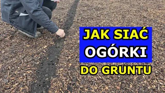Jak siać ogórki gruntowe, aby uniknąć błędów i uzyskać plony
