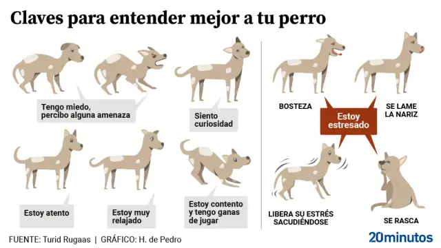 Ilustración muestra el **comportamiento canino** con diferentes posturas y expresiones, indicando estados como miedo, curiosidad, relajación, estrés y ganas de jugar.