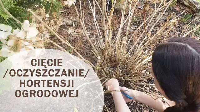 Hortensja ogrodowa: Kiedy i jak ciąć, by obficie kwitła?