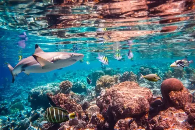 Czy jest bezpiecznie w Marsa Alam? Odkryj prawdziwe zagrożenia