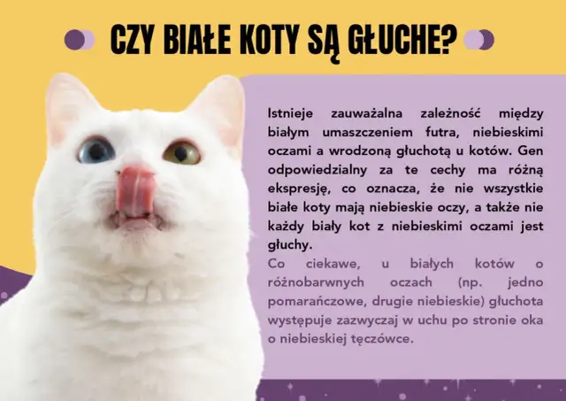 Ciekawostki o kotach - Co naprawdę oznaczają kocie zachowania?