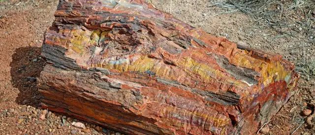 Ein farbenprächtiges Stück versteinertes Holz liegt auf sandigem Boden. Die Maserung zeigt Rot-, Gelb- und Schwarztöne.