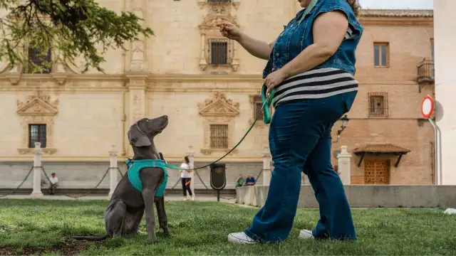 Entrenando a un perro weimaraner en un parque, aprendiendo a sentarse. La dueña le da una orden, un ejemplo de como educar a un perro.