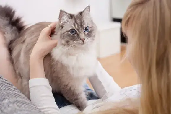 W jakim wieku kotka ma ruje? Odkryj ważne fakty i różnice rasowe