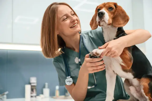 Uśmiechnięta pomocniczka weterynarza przycina pazury psu rasy beagle.